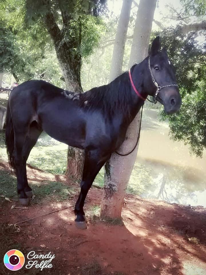 POTRO ARGENTINO GARANHÃO 