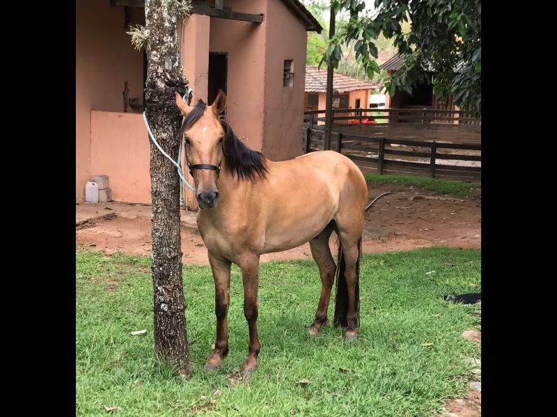 GAVIÃO 