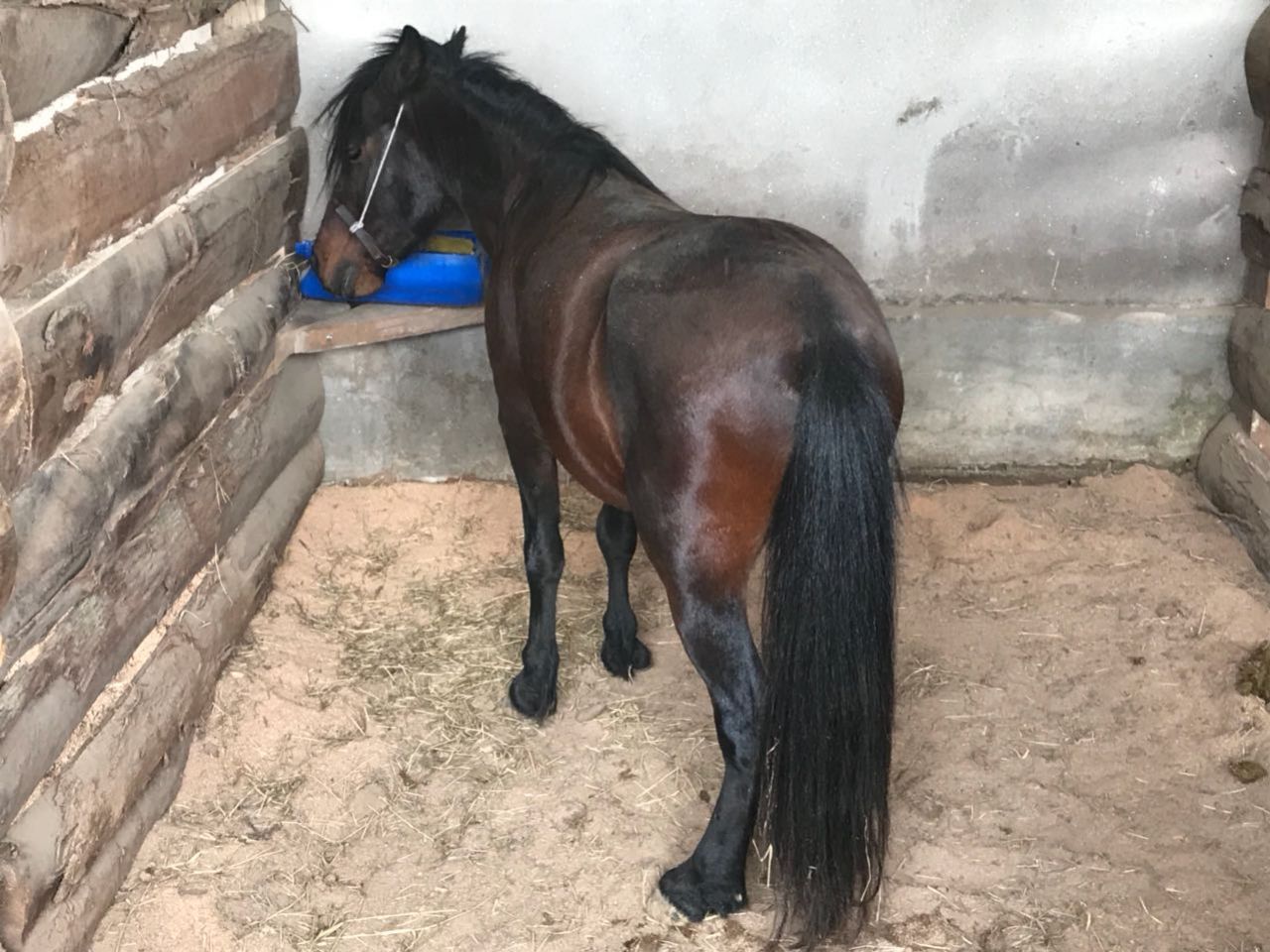 PONEI GARANHAO MUITO DOCIL MANSO DE SELA