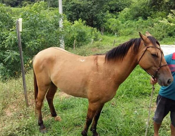 CAVALO QUARTO DE MILHA CAMPO LIMPO