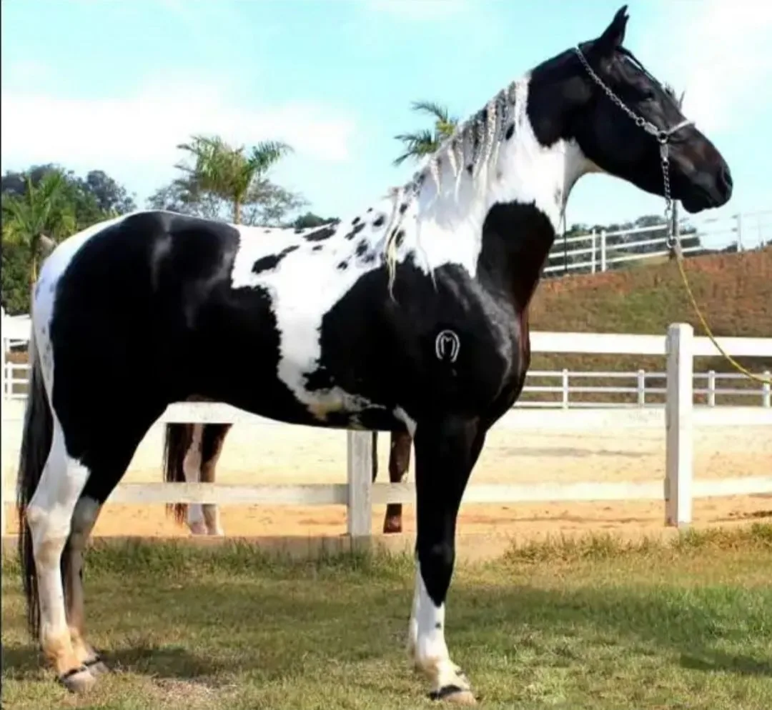 INVICTUS XADREZ 