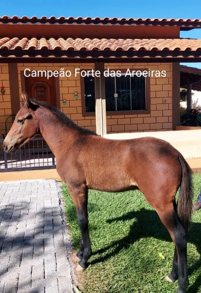 CAMPEAO FORTE DAS AROEIRAS