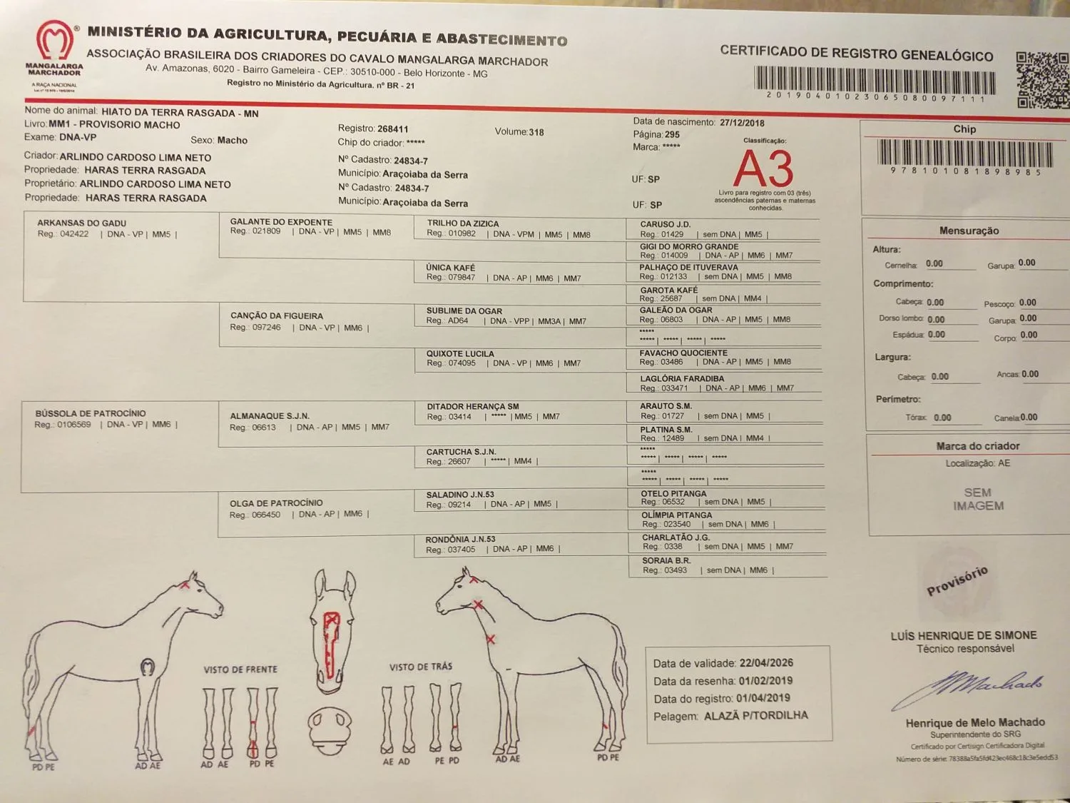 POTRO MANGALARGA MARCHADOR OPORTUNIDADE