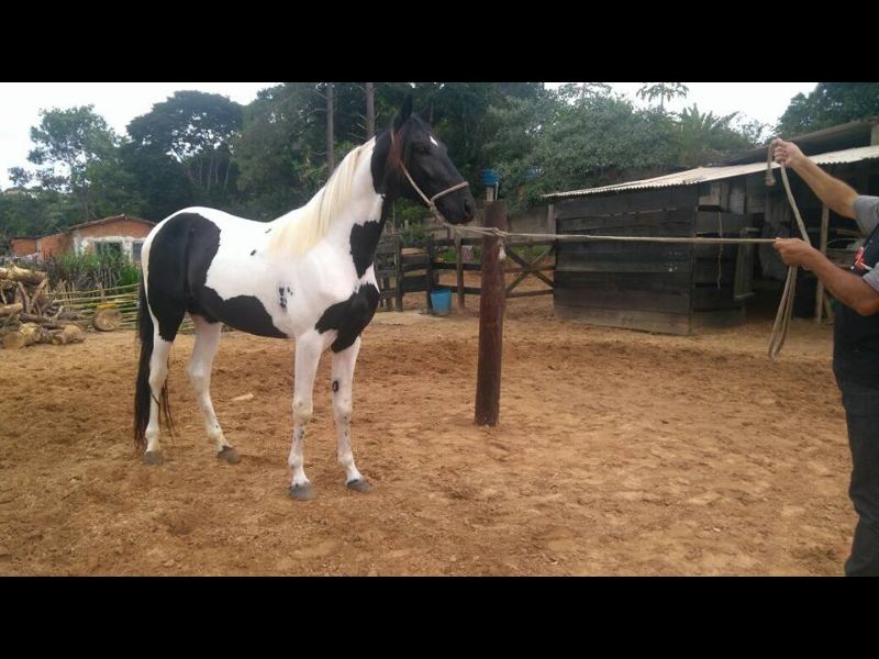 DIAMANTE BLANCO DMB