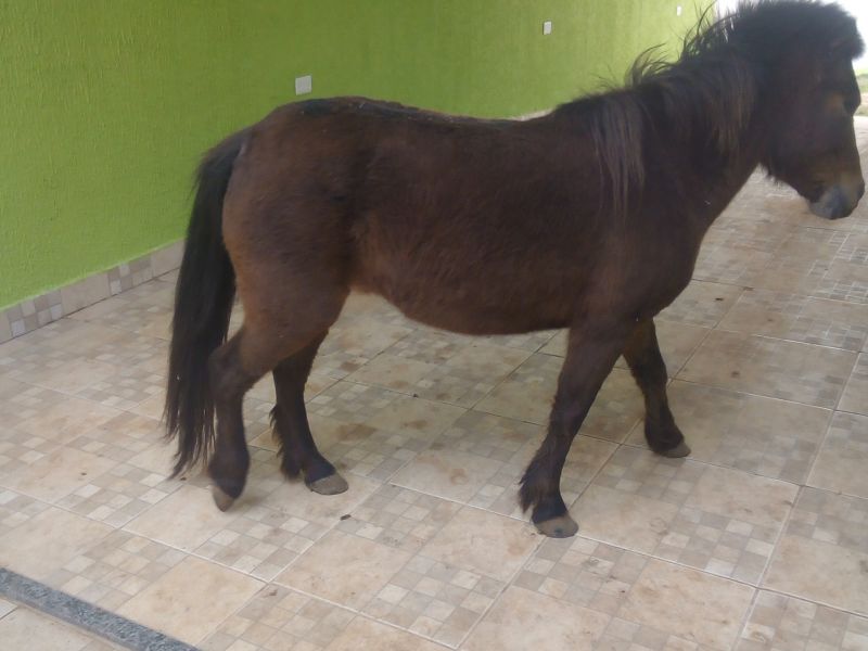 PÔNEI