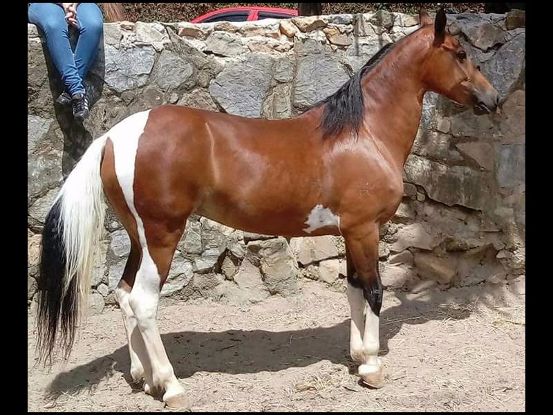 ZAFIRA