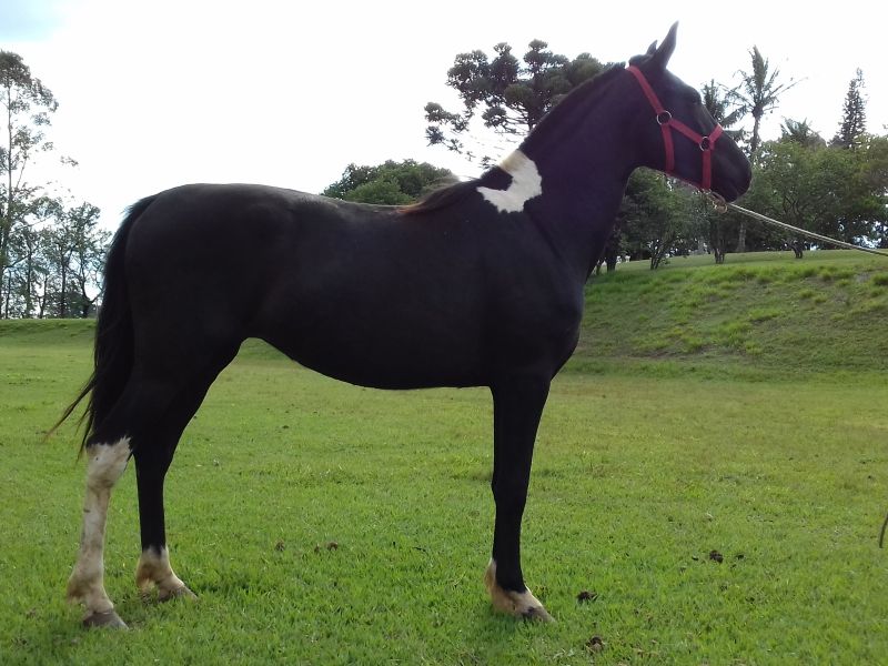 NEGRITA
