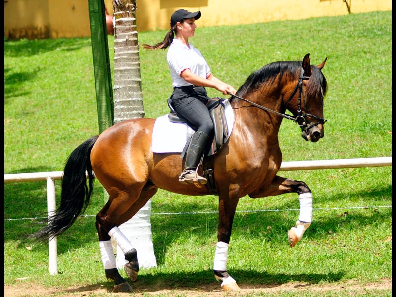 GARRINCHA DO CASTANHEIRO