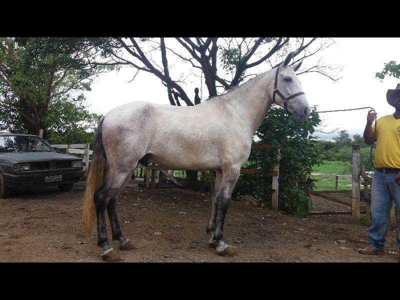 EURO DO RC