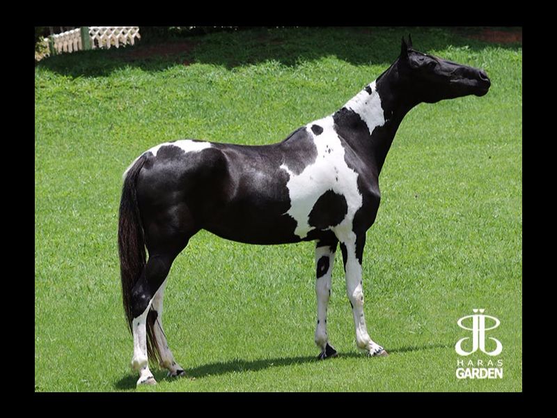 JJ CAMPINAS DO GARDEN
