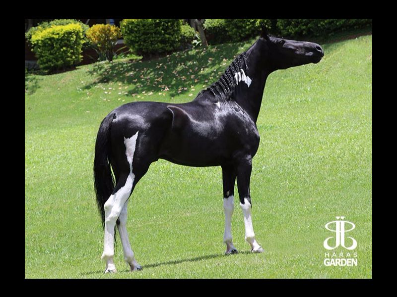 JJ HARLLEY DO GARDEN