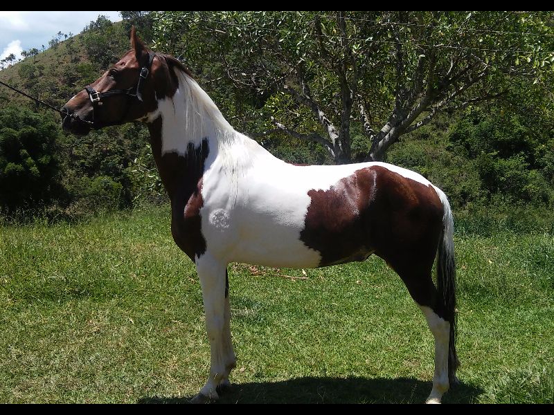 APOLLO