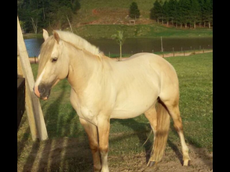 ÍNDIO BAIO DO ELEBÊ