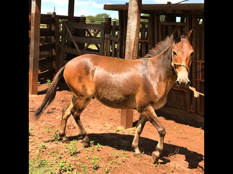 BARÃO