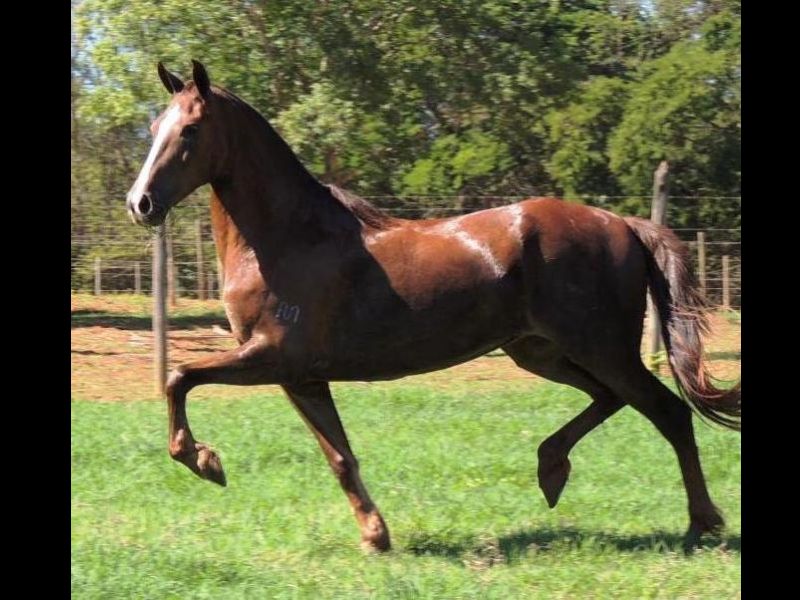 DESTAQUE UMBANDA 