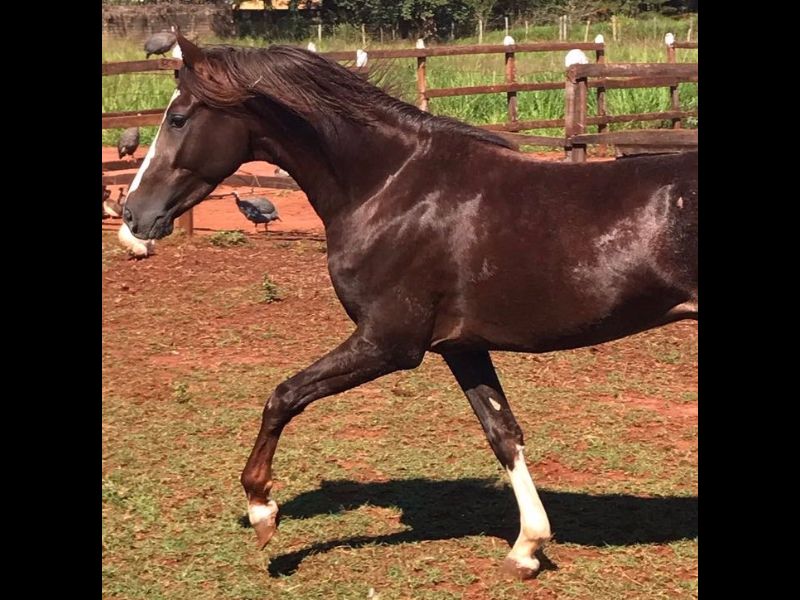 SALVADOR