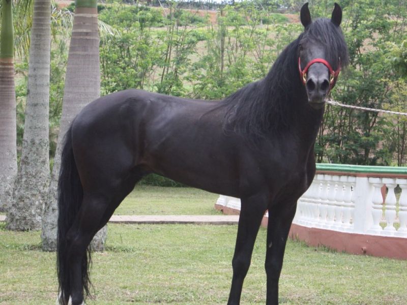 TROVÃO