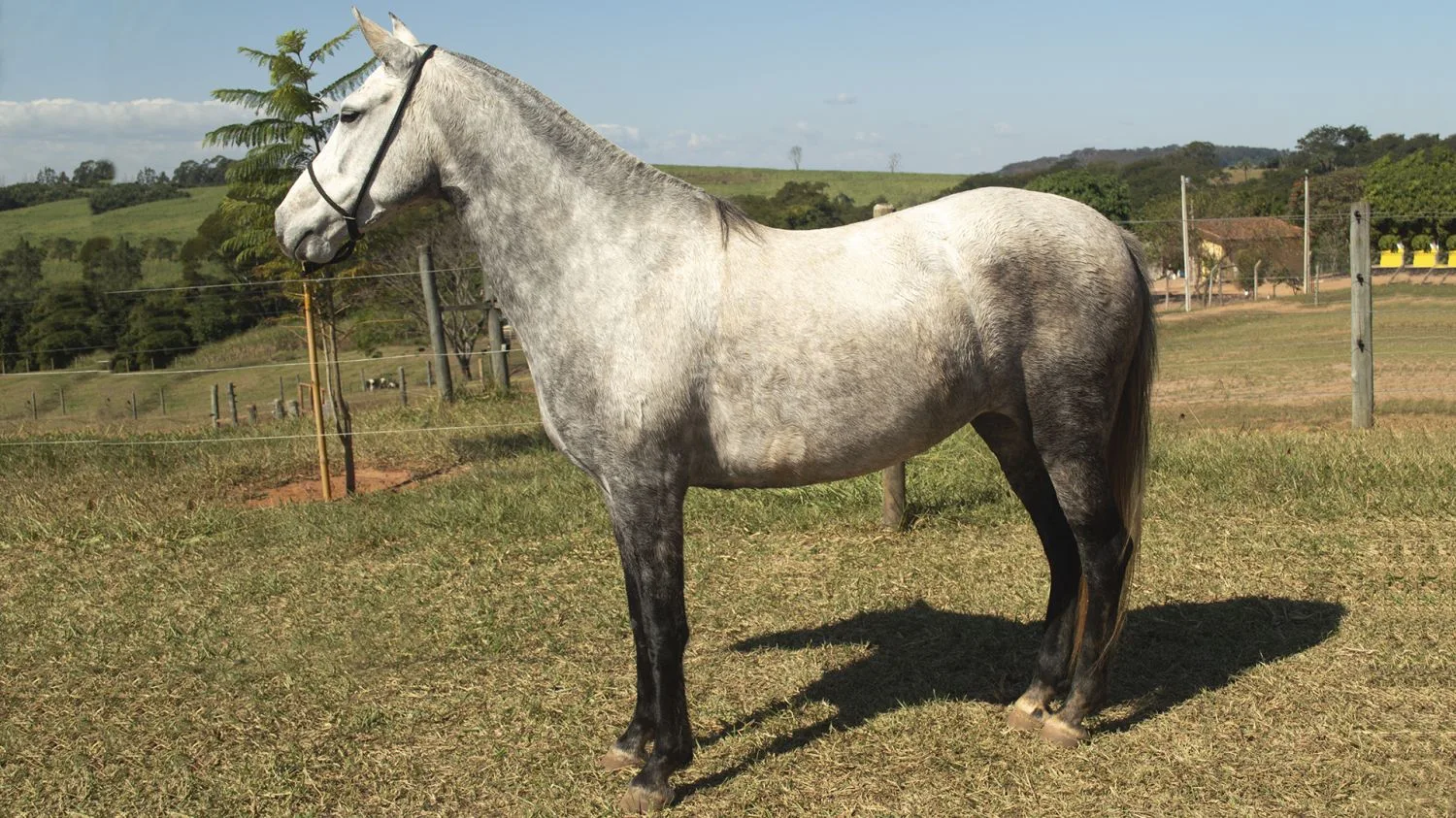 PITANGA DA NOVA TRADIÇAO
