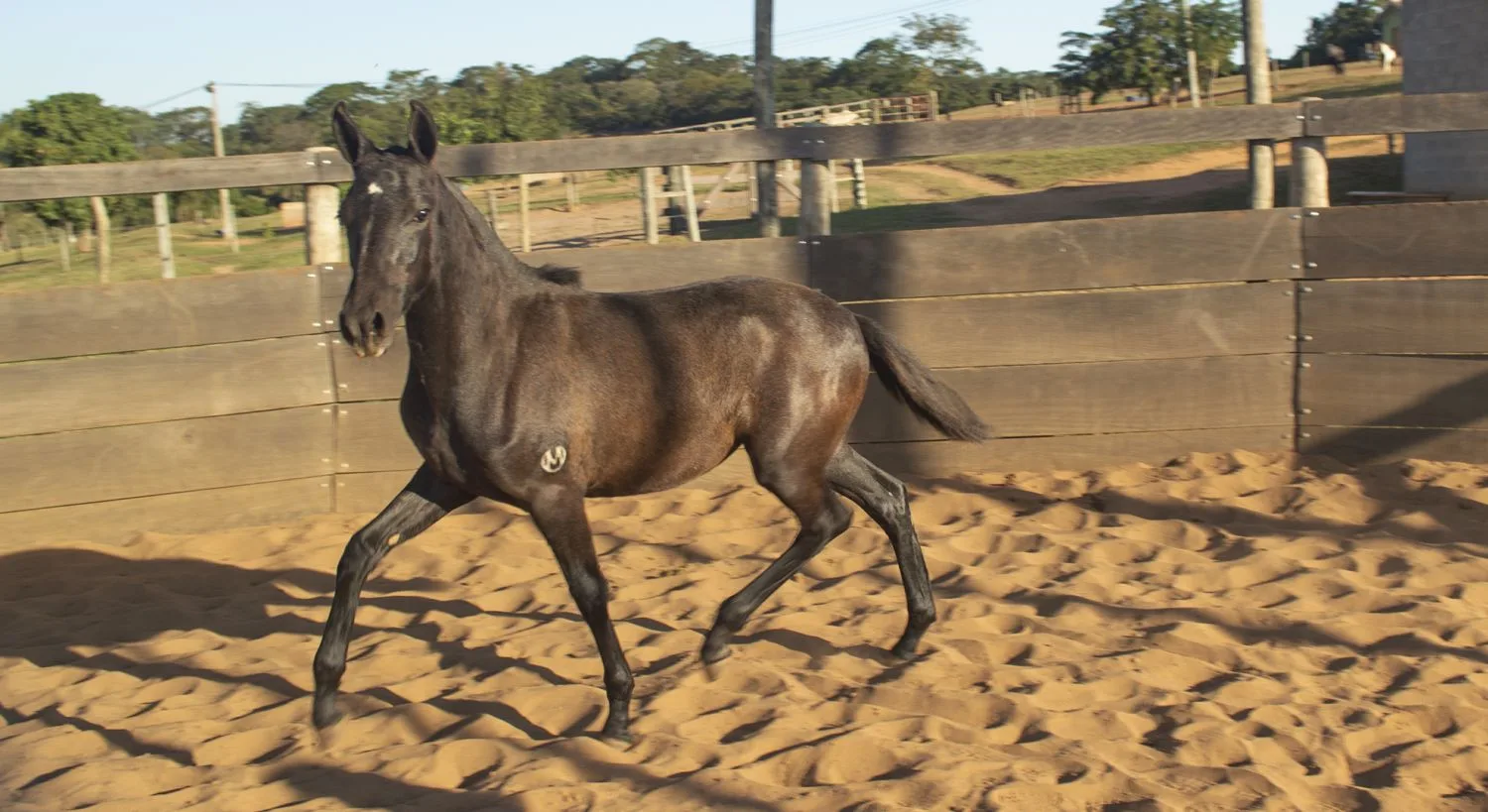 DUQUESA OAM'