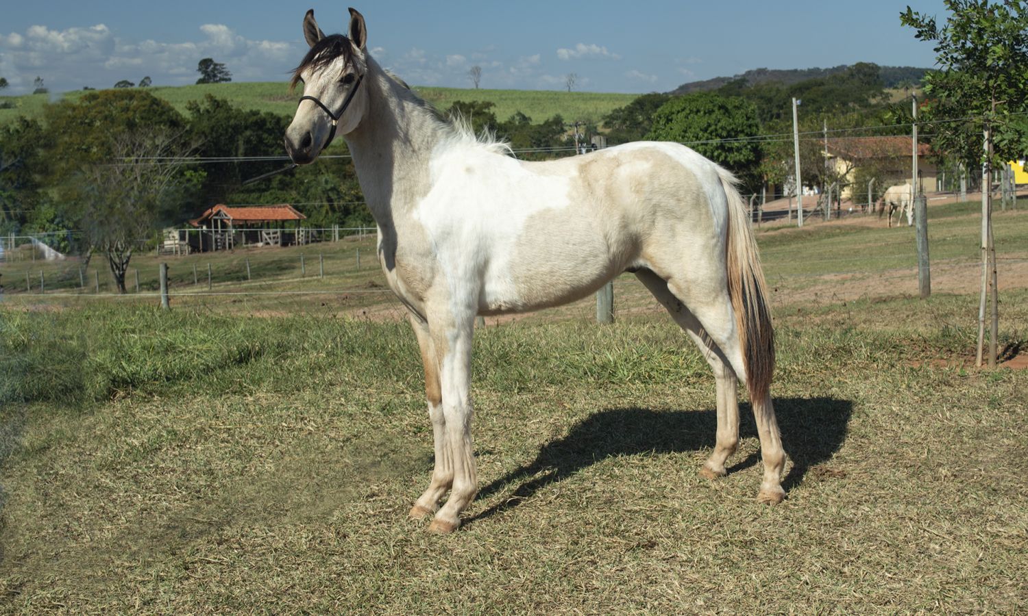 BARUCH OAM