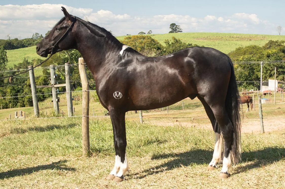 IMPERADOR OAM
