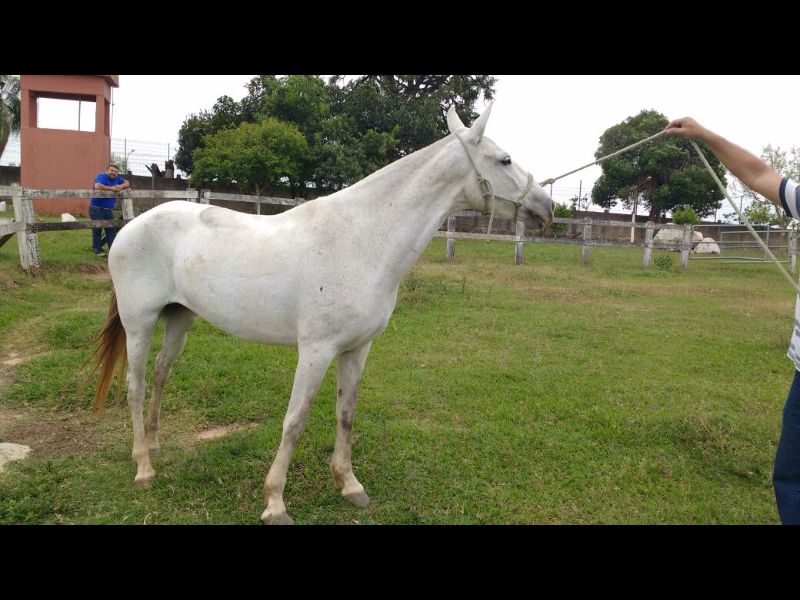 LADY