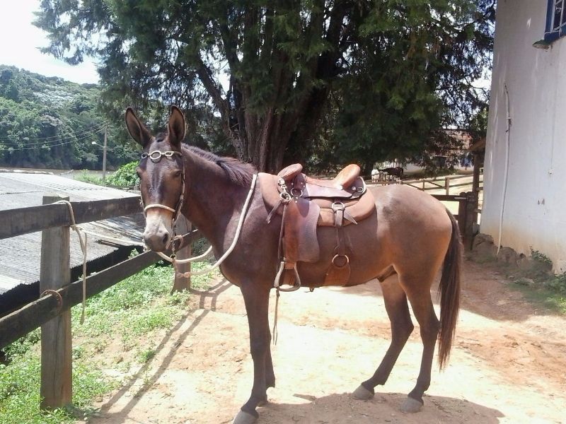 BURRO