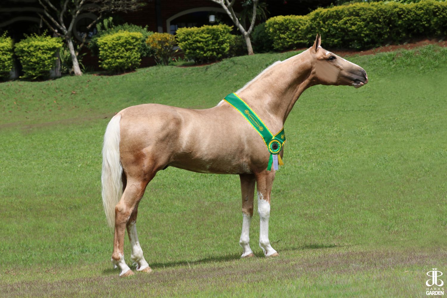 MAGNIFICO DO VASSOURAL