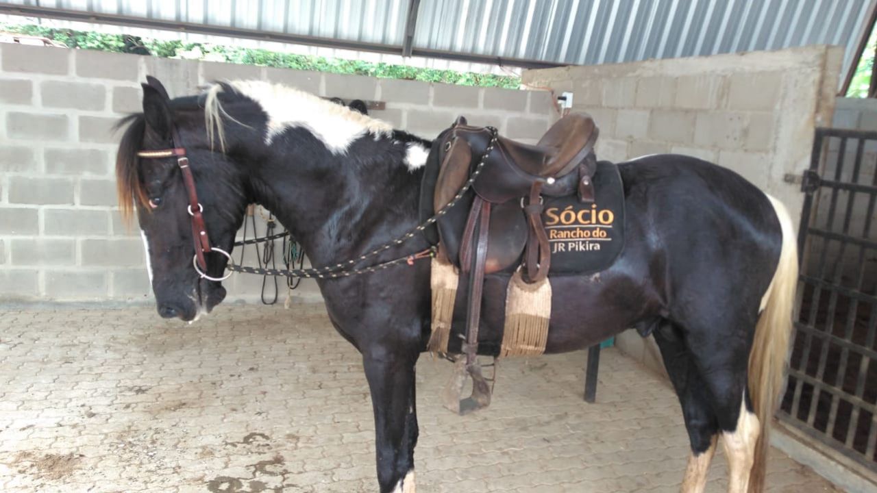 CAVALO PAMPA DE PRETO