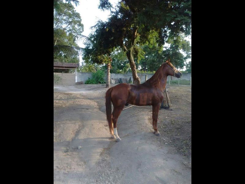 QUILATE DBG