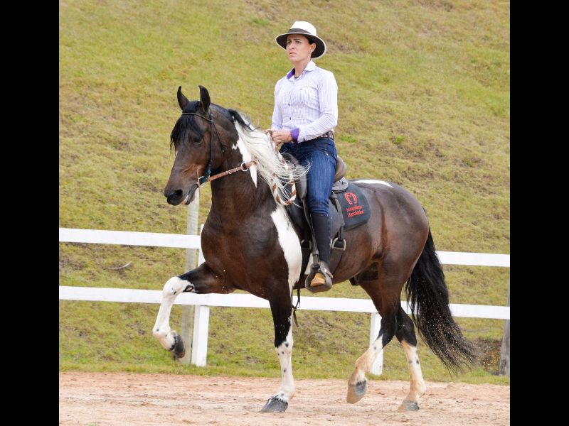 NAIROBE GOLDEN HORSE