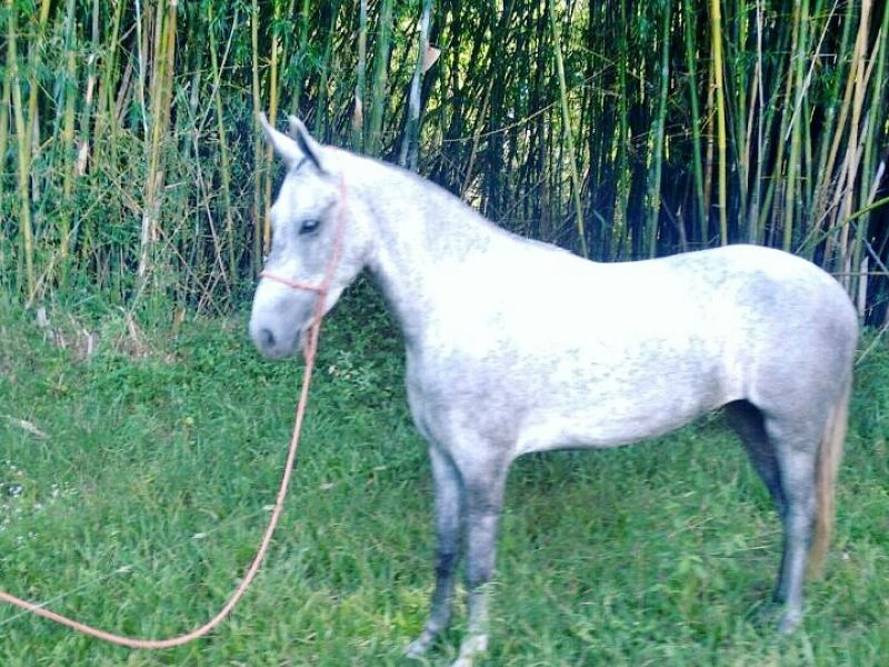 BAVÁRIA RANCHO FUNDO