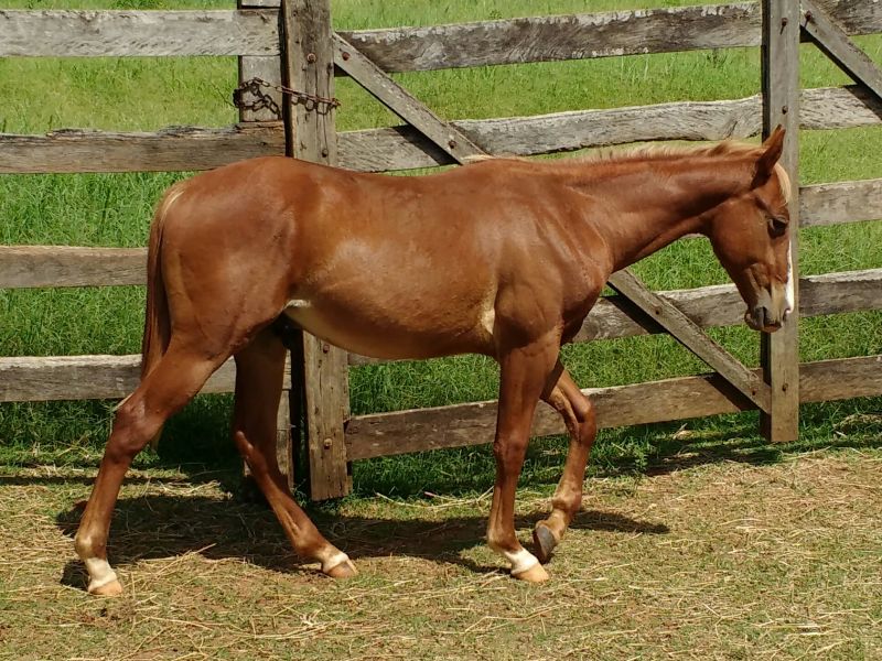 RANCHEIRO CARDENAL