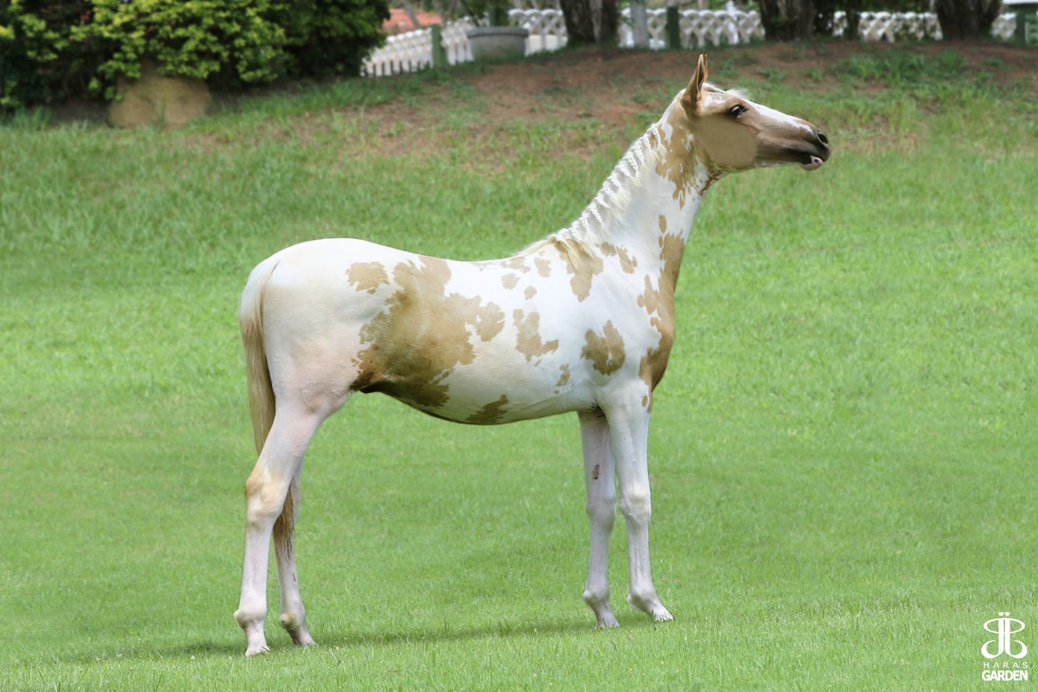 BARBARO DO RMF