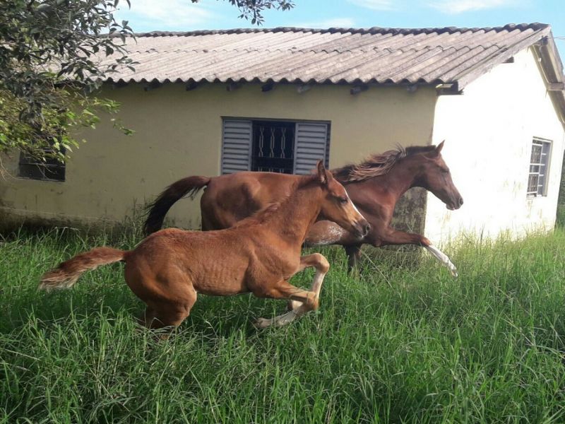 BROMÉLIA E THOR