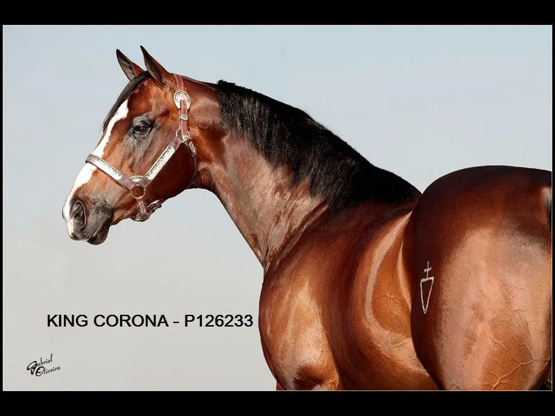 KING CORONA X URANIA LIDER