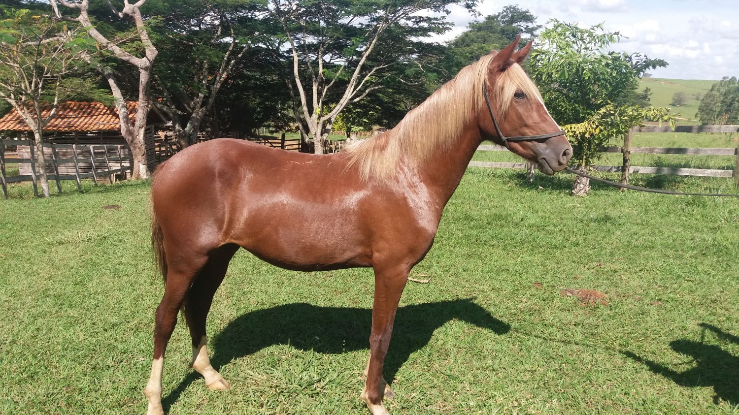 POTRA MANGALARGA
