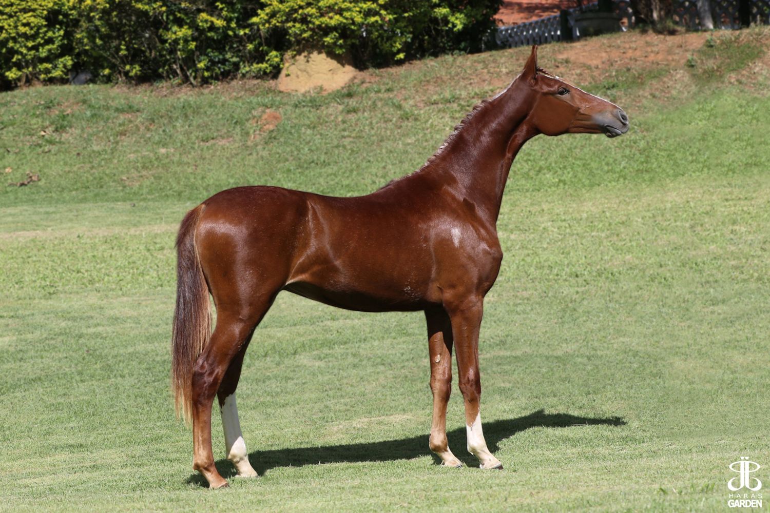 EPOCA DA SINHA MARIA (T.E.)
