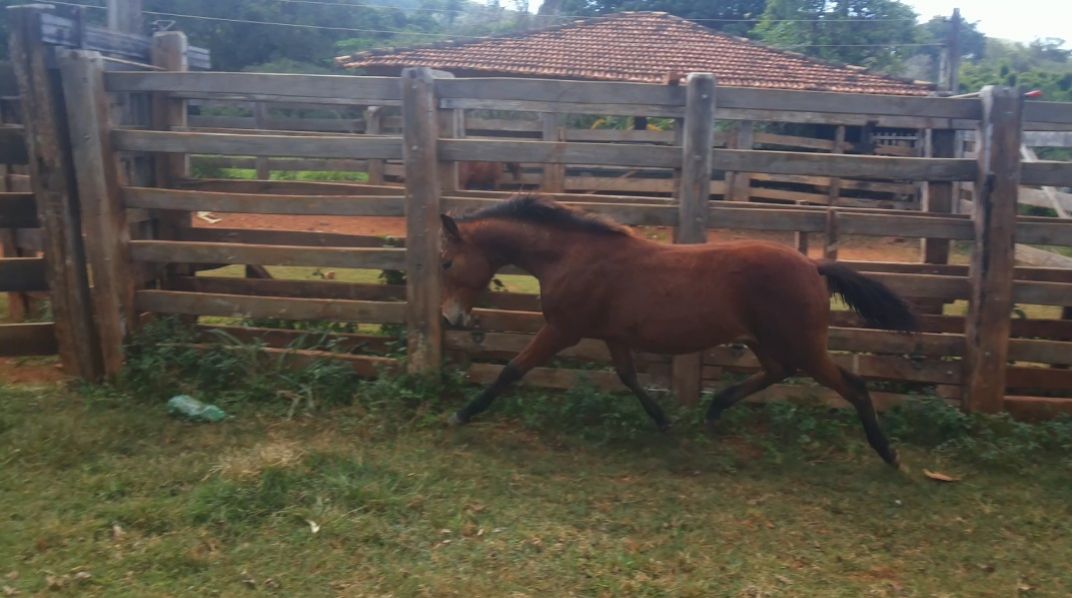 POTRA 1/2 SANGUE APPALOOSA