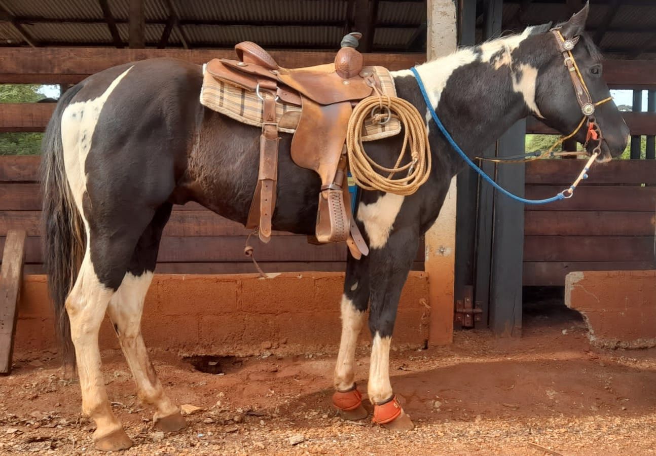 GARANHAO PAINT HORSE
