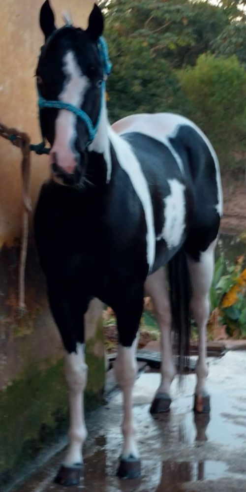 PAINT HORSE GARANHÃO