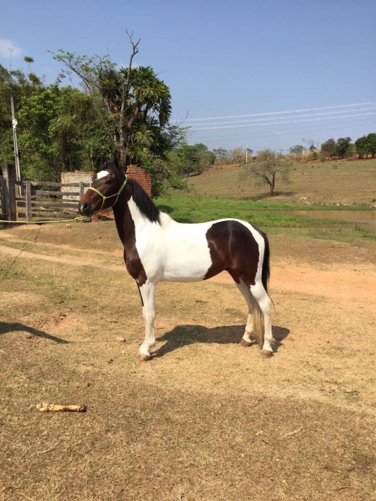 CAVALO PAMPA REGISTRADO MORUNGABA