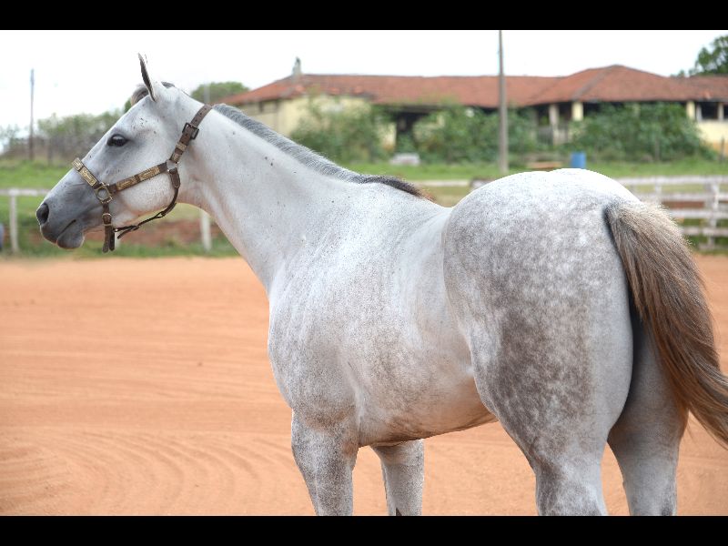 CHULA BULLYS DASH