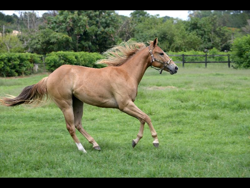 SHAKIRA MELODYS FAME