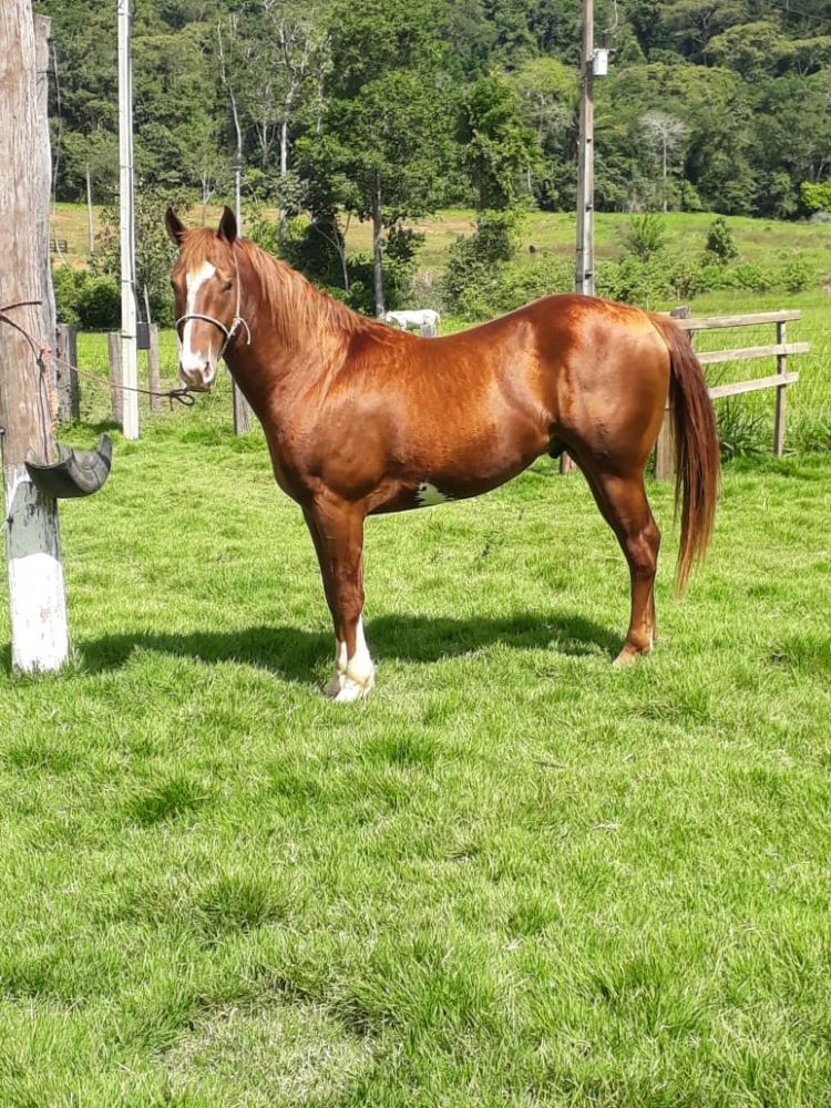 STORM DASH OLE ABH (1 COBERTURA)