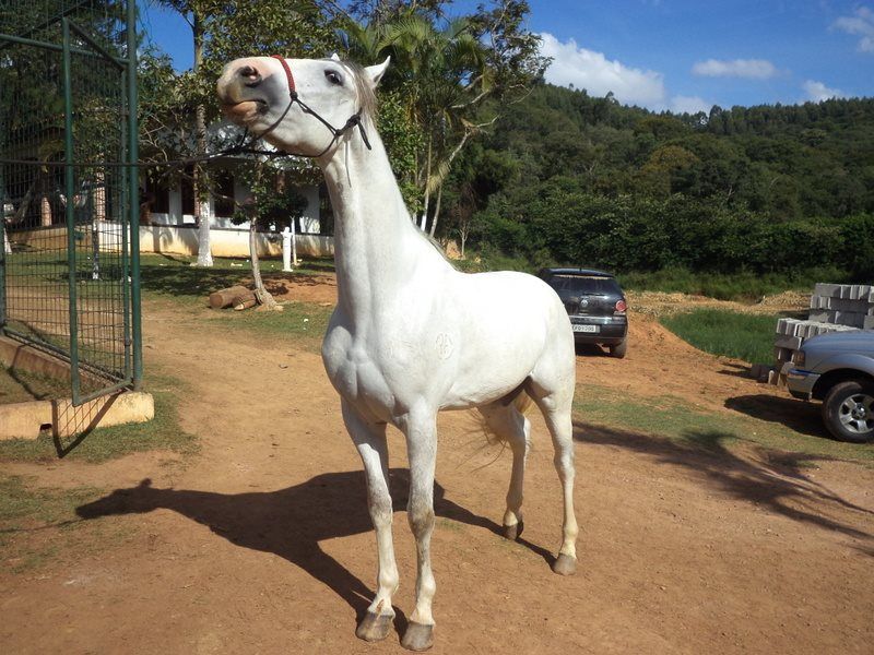 DOMINANTE DA CLAREIRA