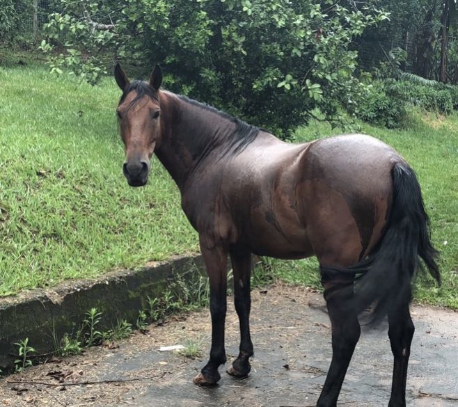 CAVALO MM REGISTRADO