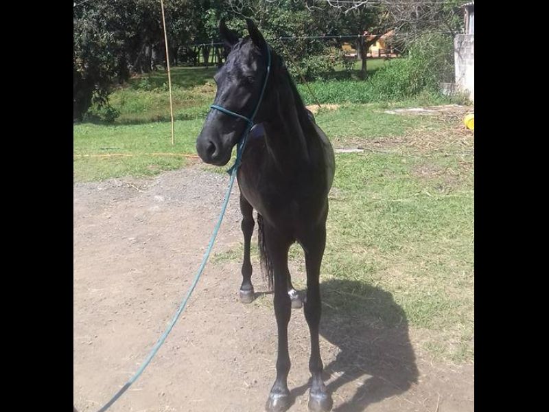 ALBATROZ DA AGRO TEXAS