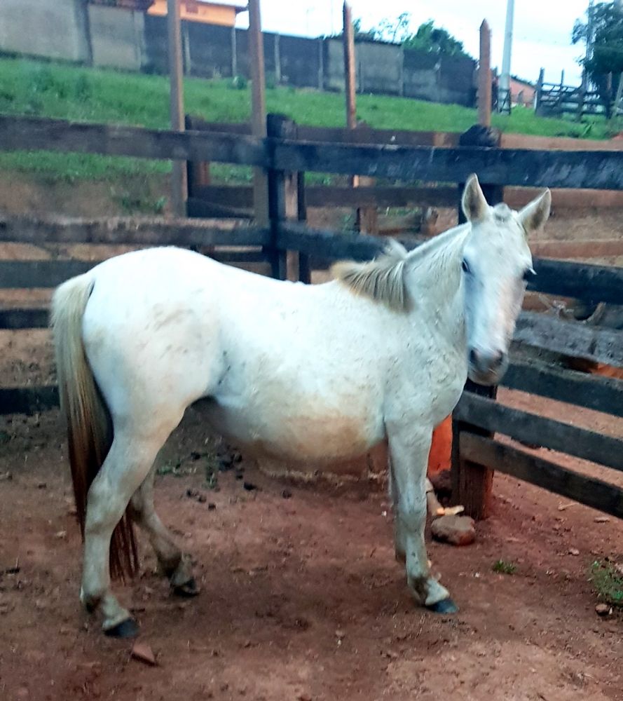 PONEI APALOOSA - 2,5 ANOS