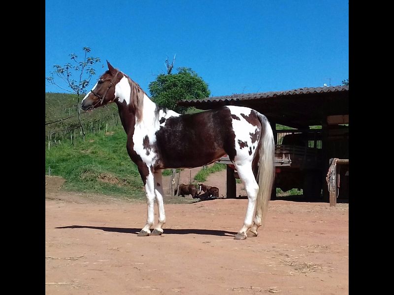 AIYRA DO PAIOL VELHO